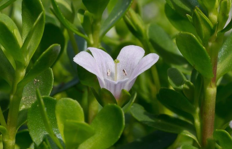 brahmi