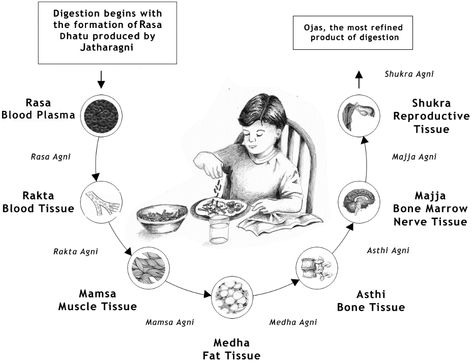 Theory of Dhatus in Ayurveda - Atharva Ayurveda & Panchakarma Centre